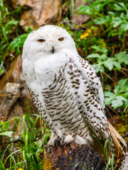 Fototapeta premium Snowy owl sitting on the tree stump