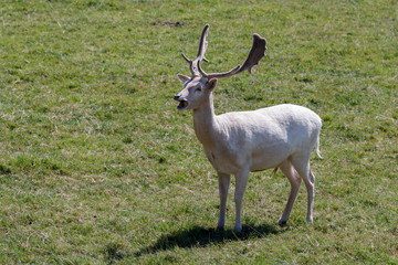 Fototapeta premium Fallow Deer (Dama dama)