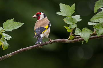 Goldfinch on Branch Facing Left