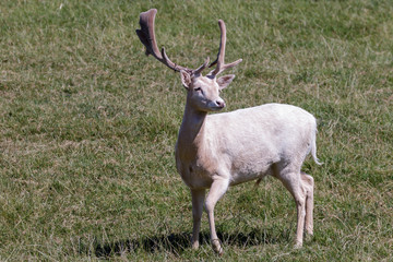 Obraz premium Fallow Deer (Dama dama)