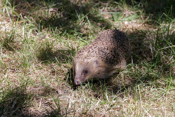 European Hedgehog (Erinaceus europaeus)