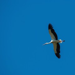 Weißstorch (Ciconia ciconia) im Flug vor blauem Himmel, Schleswig-Holstein, Deutschland