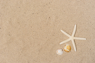 Sand Strand mit Seestern und Muscheln