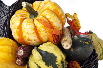 pumpkins and gourds