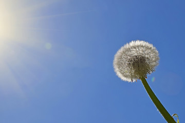 White dandelion over clear blue sky and sunshine