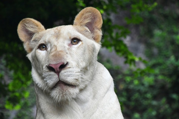 Young white lioness portrait in zoo close up