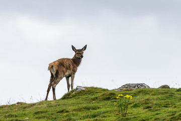 Red Deer (Cervus elaphus)