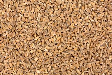 Close view of farro organic wheat