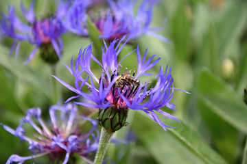 A bee pollinating a flower cornflowers. Cornflower - Centaurea. Bee on a flower. Cornflowers bloom