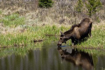 Thirsty Moose
Rocky Mountain National Park