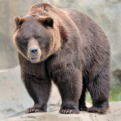 Alaskan brown bear grizzly standing on rock