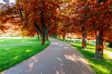 Fototapeta na wymiar Colorful foliage in the autumn park