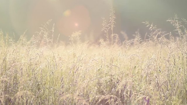 Vid&eacute;o nature