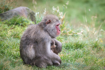 Fototapeta premium Japanese Macaque (Macaca fuscata) or Snow Monkey