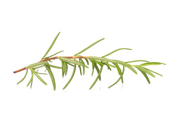 rosemary isolated on white background
