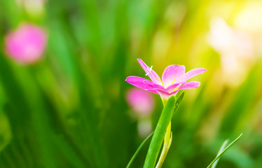 pink flower on green Leaves background.