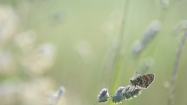 Vid&eacute;o nature