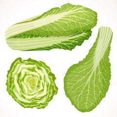 Chinese cabbage isolated on background. Vector illustration. Whole, cut and cabbage leaf.