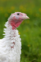 Junger weißer Truthahn in Freilandhaltung