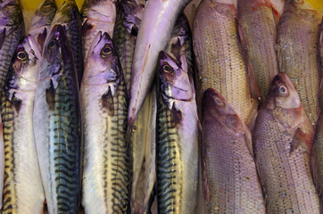 Fresh fish displayed at the fish market