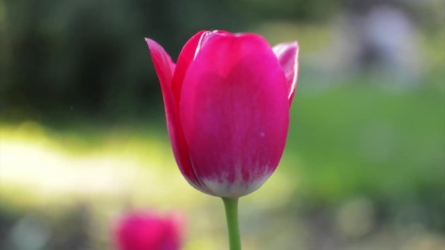 the Red Tulip is Shaken on Wind