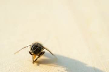 dead bee on the wood floor, select focus head