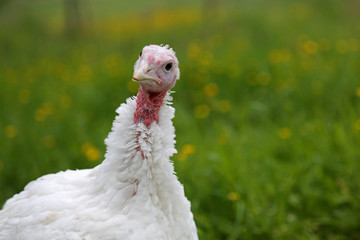 Junger weißer Truthahn in Freilandhaltung