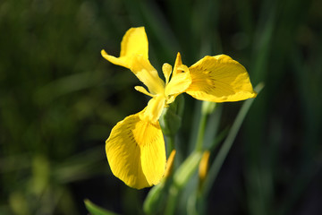 Blooming Iris pseudacorus