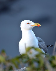 seagull with blue background