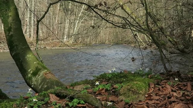 Wuerm river landscape in springtime. flowing stream water. located next to Starnberg, Bavaria (Germany)