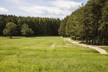 Obraz premium Pine forest in sunny day