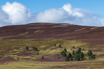 Obraz premium Heather on the Cairngorm Mountain Range