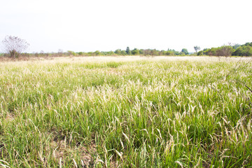 meadows and hills landscape
