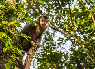 Naklejka premium Macaco Prego. (Sapajus nigritus)