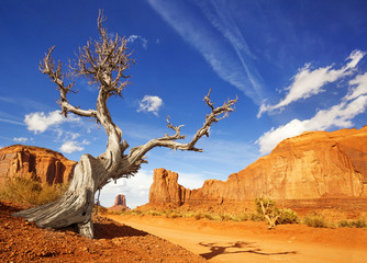 dry tree at the side of a dirt road in monument valley