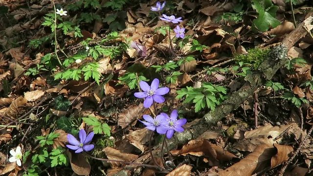 kidneywort flowers in blossom. springtime.