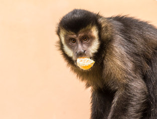 Macaco Prego. (Sapajus nigritus)