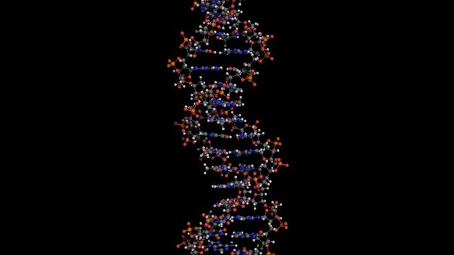 dna molecule ball and stick model rotating about y axis seamless loopable 4K UHD