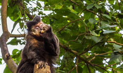 Macaco Prego. (Sapajus nigritus)