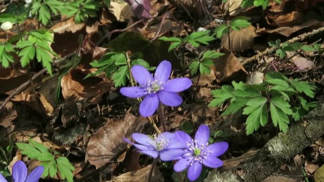 kidneywort flowers in blossom. springtime.