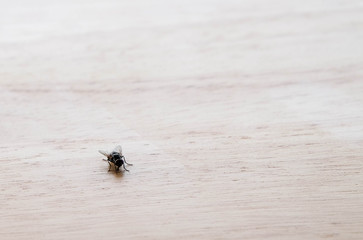 Small fly on wooden table at left down corner background