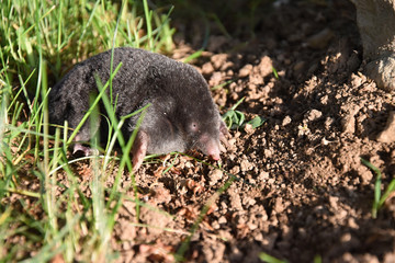 Mole in the garden. Mole - Talpa europae