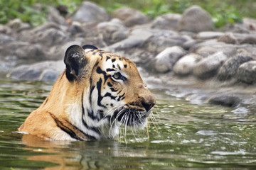 Fototapeta na wymiar Royal Bengal Tiger, Panthera Tigris, bathing in water , India