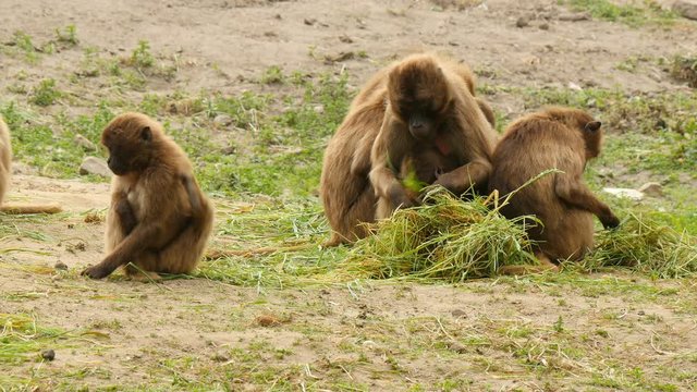 Gelada monkey family (Theropithecus gelada) eating 4K UHD