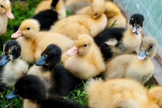 Plenty of colorful small ducklings on a farm