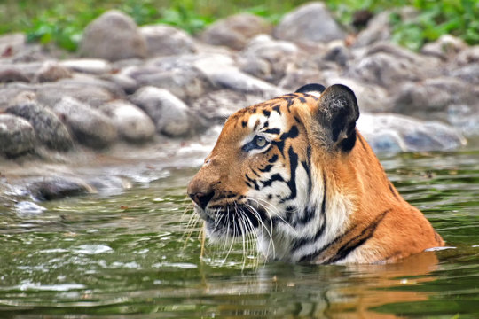 Beautiful Royal Bengal Tiger , Panthera Tigris, bathing in water. It is largest cat species and endangered , only found in Sundarban mangrove forest of India and Bangladesh.
