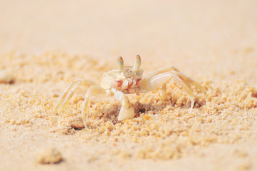 Ghost crab broken leg standing at the beach on sand background, sea life concept and nature idea
