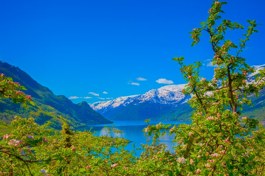 Hardangerfjord in Norway