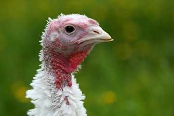 Junger weißer Truthahn in Freilandhaltung