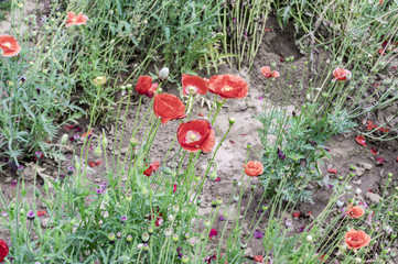Poppy flower plants
